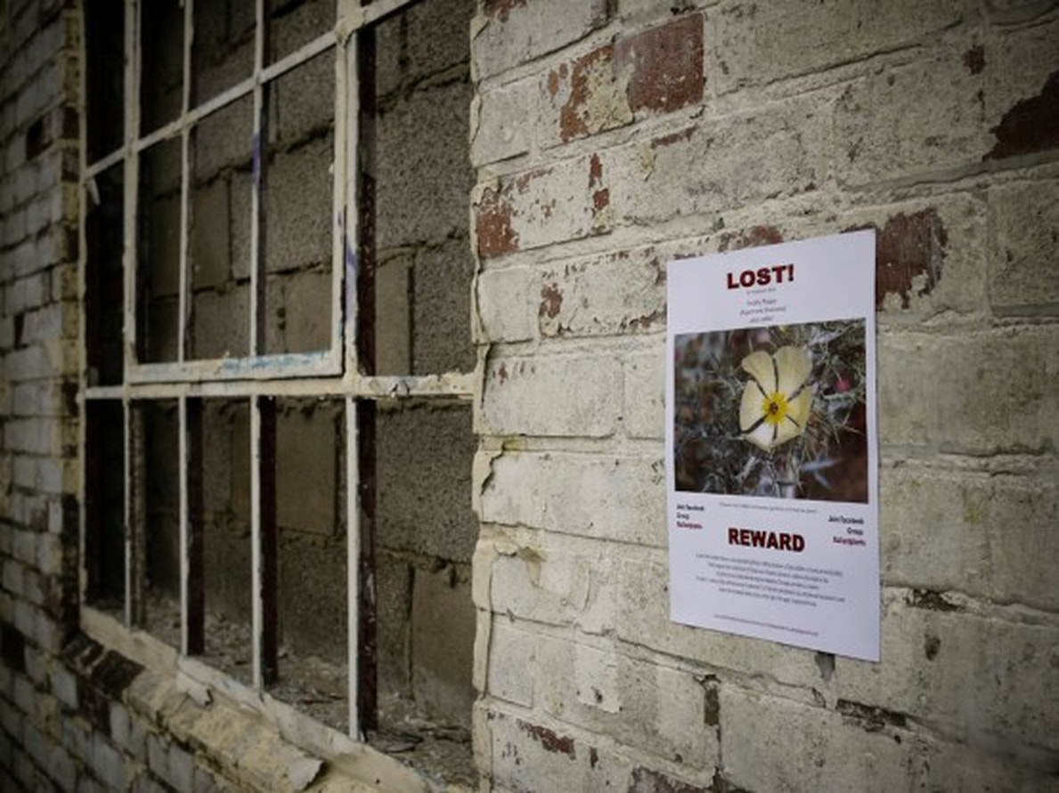 Christian Bermudez, Lost Plants, 2011 (Ouseburn, Newcastle)